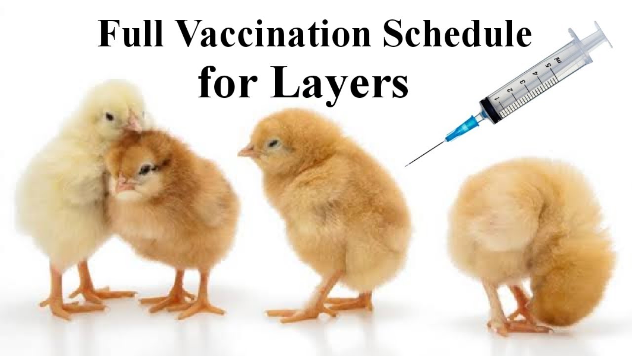 Complete Vaccination Schedule for layers chick in Nigeria