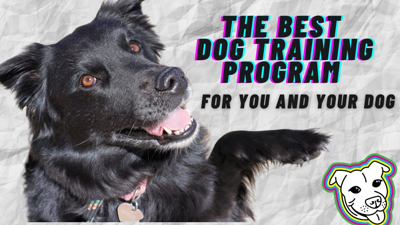 The Benefits of Private Dog Training | FreeLance Dog Training