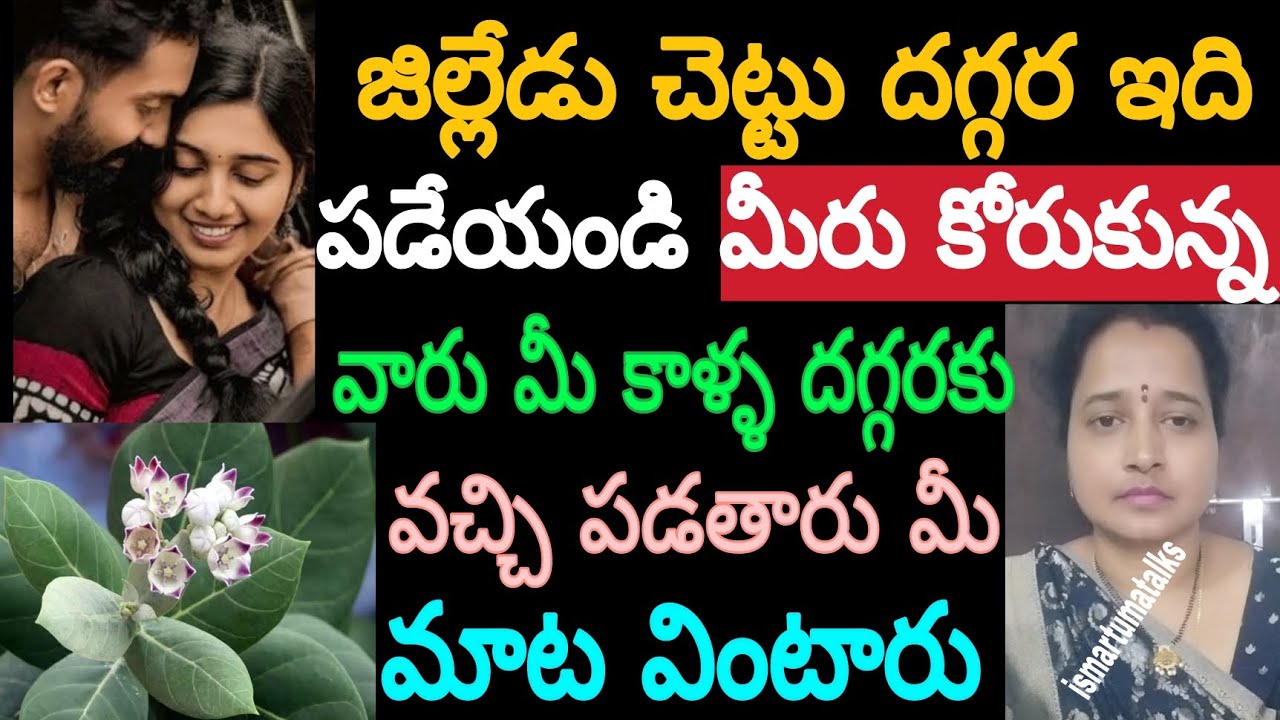 జిల్లేడు చెట్టు దగ్గర ఇది ఒక్కటి పడేయండి మీరు కోరుకున్న వారు మీ కాళ్ళ దగ్గరకు వచ్చి పడతారు మీ మాట..