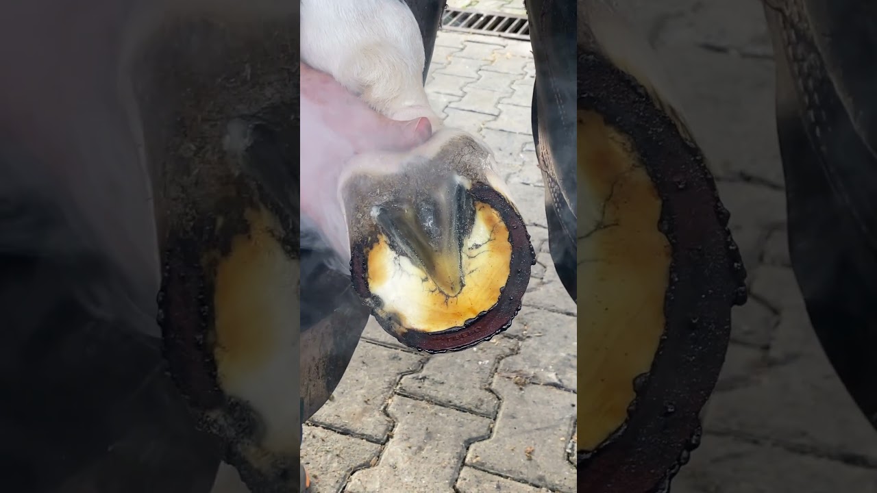 Watch This Horse's Hoof Burn!#asmr #satisfying #relaxing  #fyppppppppppppppppppppppp #viral #farrier