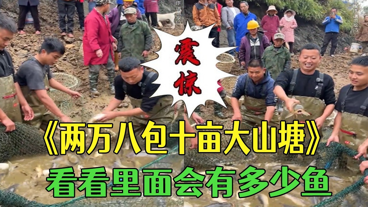 兩萬八包下十畝大山塘，看看裏面會有多少魚？#小飛哥 #大熱門 #三農 #包塘 #護外