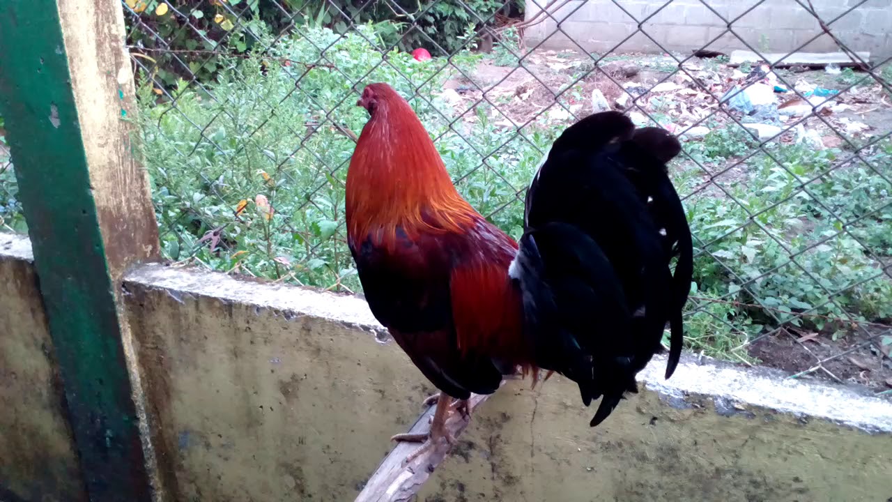 Canto de gallo 🐓