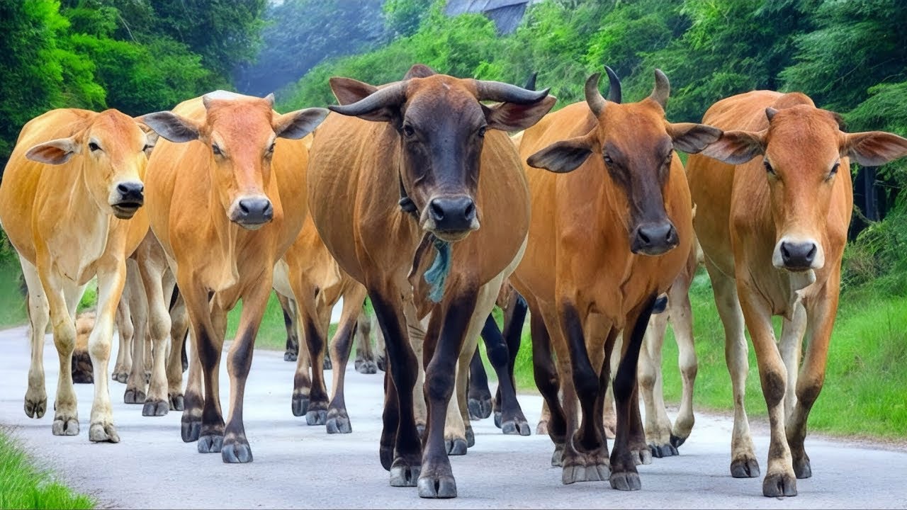 Puluhan Sapi Lembu Jinak Berjalan Rapi Berlari gerombolan Di Jalan Krikil Sawah Menuju Kandang Moo