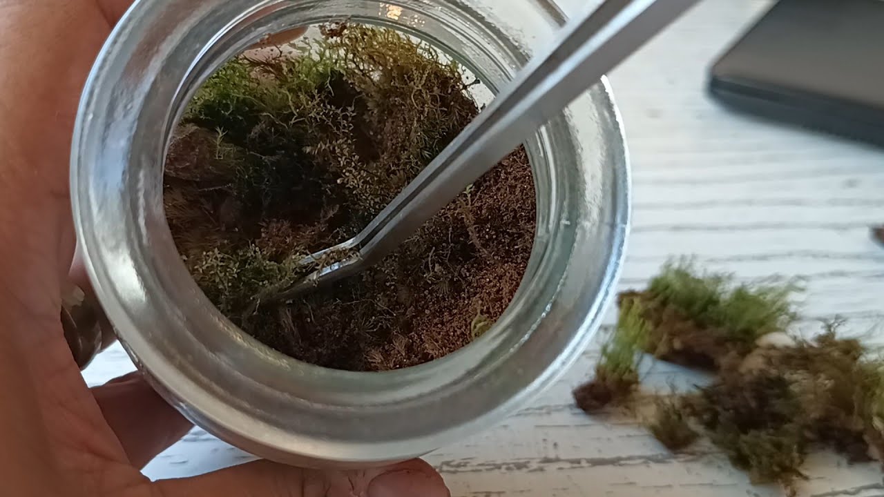 Maintenance in a Moss Terrarium/ Propagate Moss Easily 🌿🌲