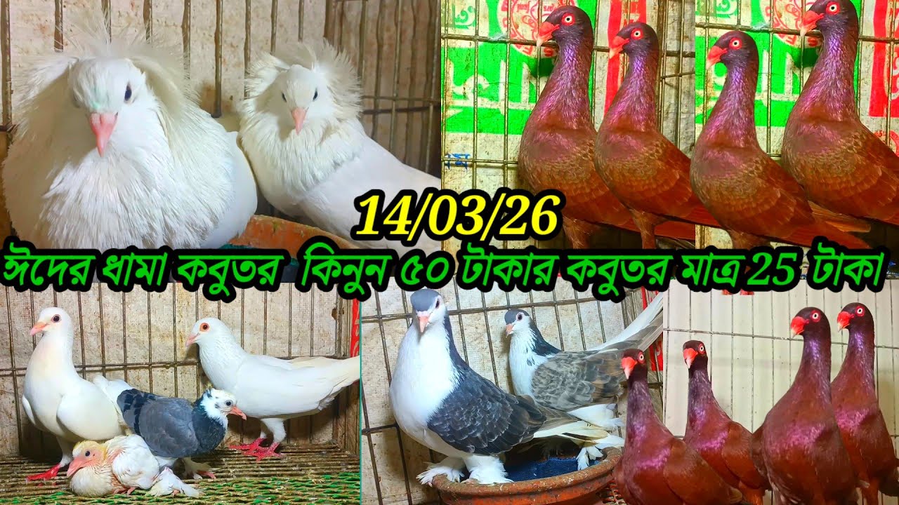 ঈদ উপলক্ষে 50 টাকার কবুতর মাত্র 25 টাকা 50% ডিসকাউন্ট