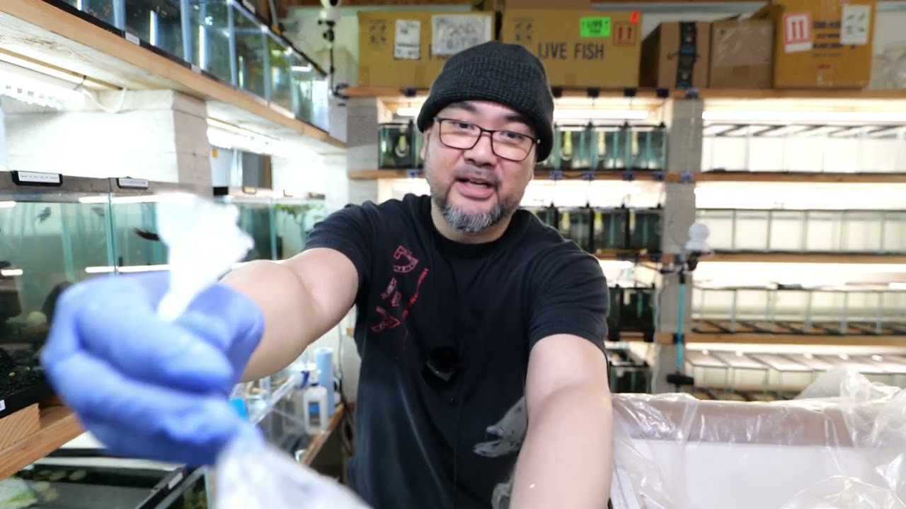 An educational documentary on aquarium fish import gone wrong.