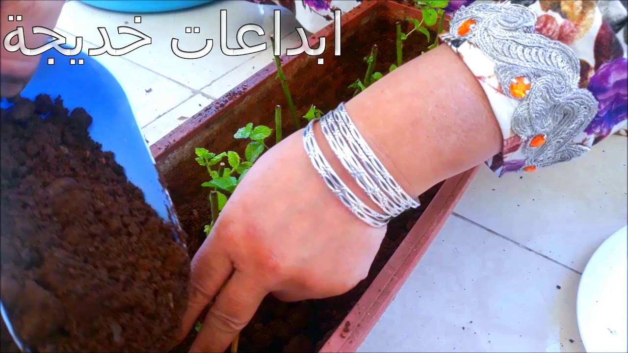 غرس النعناع بطريقة ناجحة للمبتدئين  100 في 100