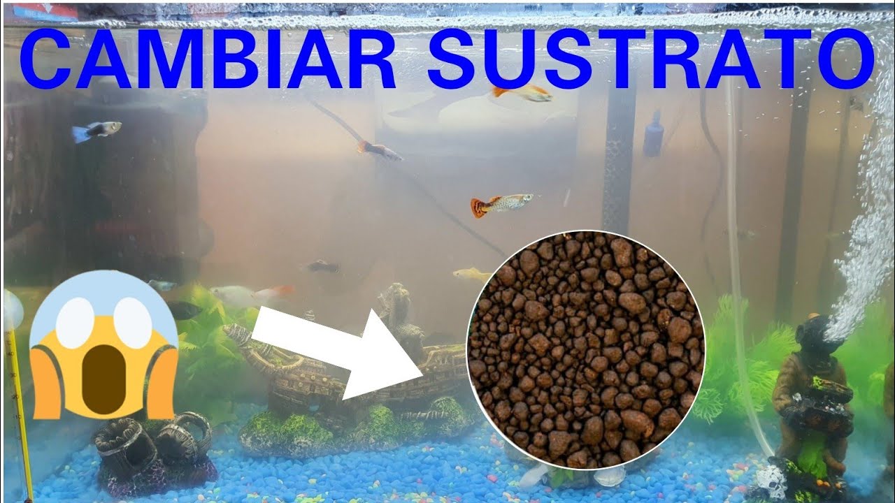 LA MANERA CORRECTA DE CAMBIAR EL SUSTRATO DE MI ACUARIO SIN PERDER EL CICLADO