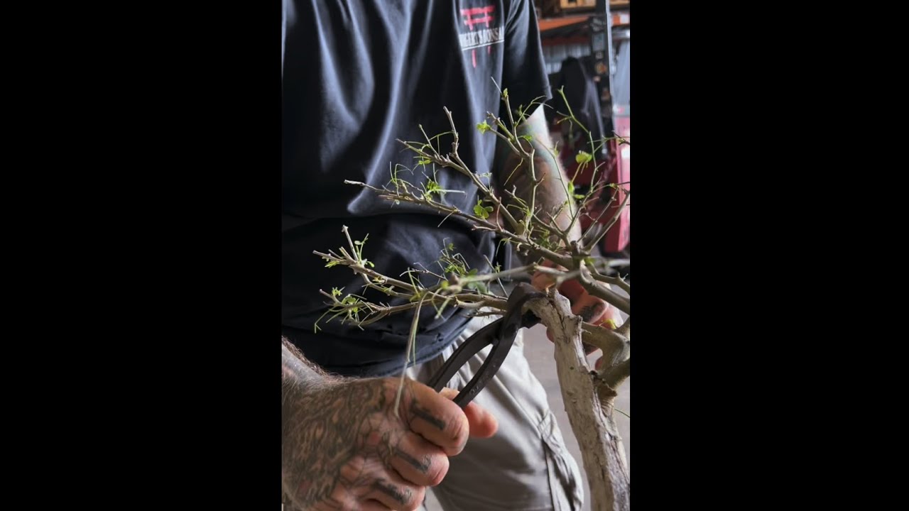 Styling and Repotting a Brazilian Rain Tree Bonsai