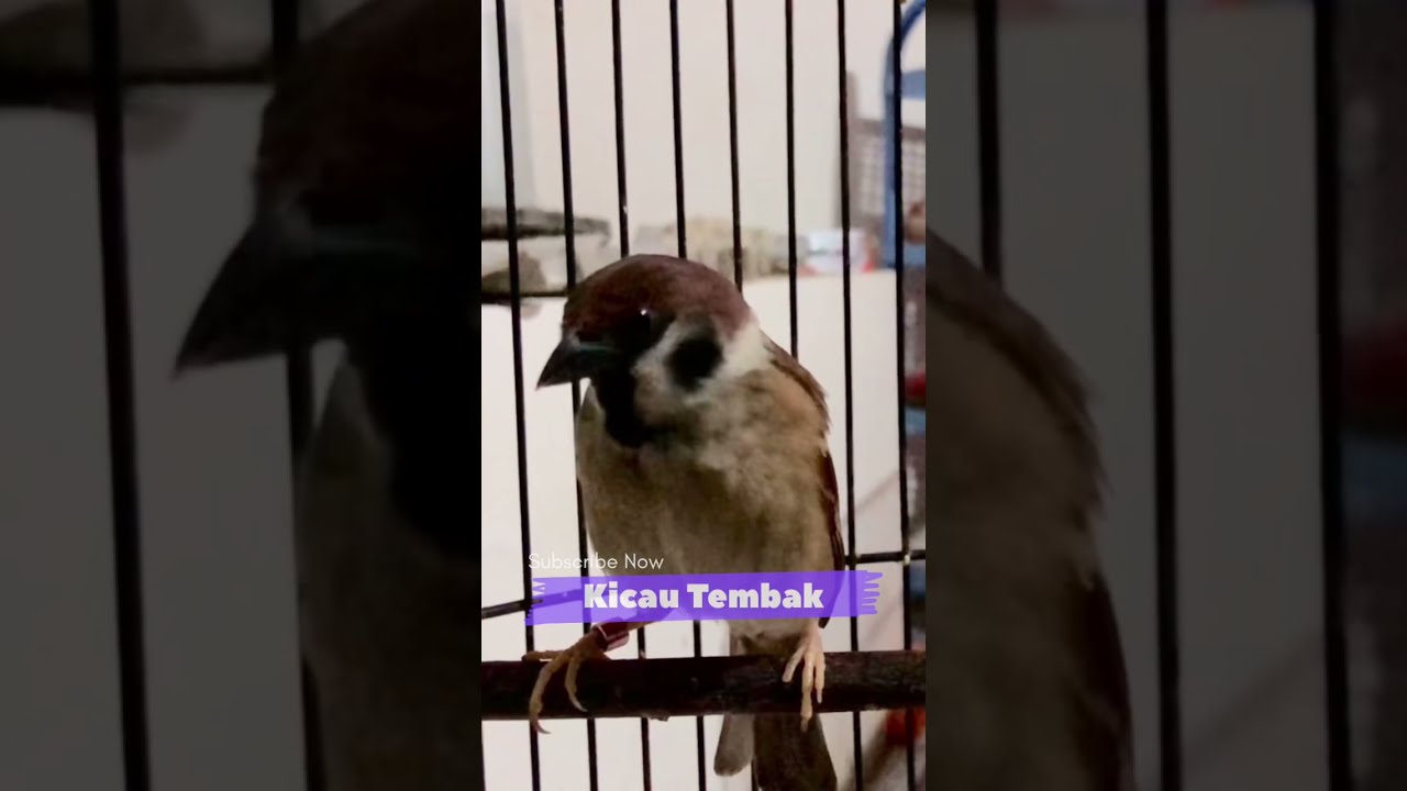 Pasti Nyaut!! Burung Gereja Tarung Nyerecet Mencari Teman Di Alam Liar | Kicau Tembak