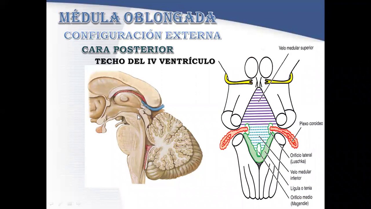 Médula oblongada (parte 2) - Dr. Carlos Gonzales