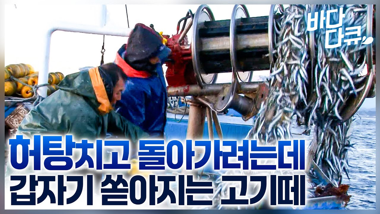 망망대해 너무 멀리 와버렸는데 계속 빈 그물만 올라오고,,, 돌아가려던 중 갑자기 배를 세운 선장님/ 주문진항 24시/ #바다다큐