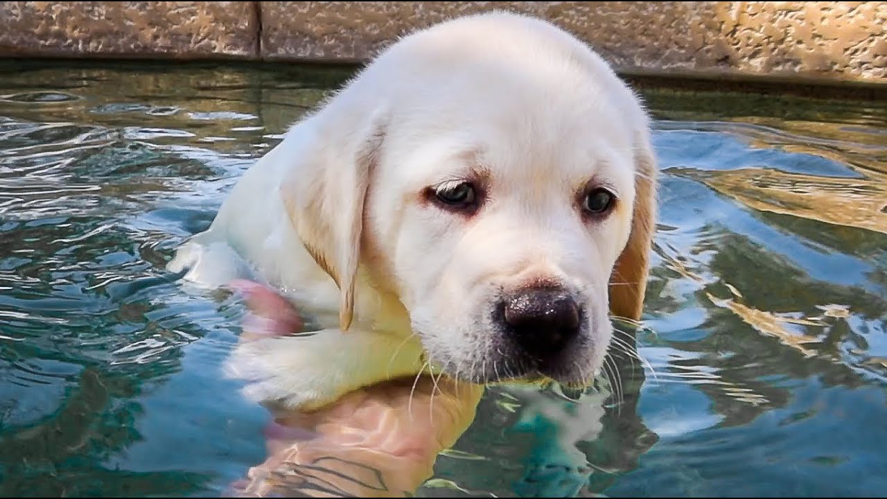 Puppies Learning To Swim | Funny  Compilation!!