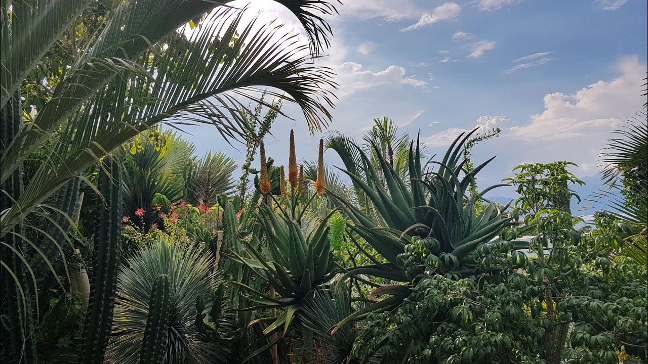 Chapala - Jardin botanique d’Eric et Arnaud 