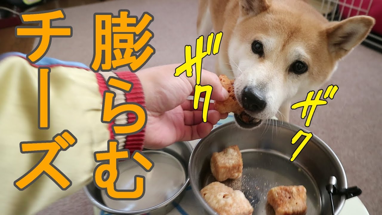 柴犬小春　尻尾が垂れるほど、膨らむチーズに夢中！【ASMR】Koharu Eats Cheese Snack!