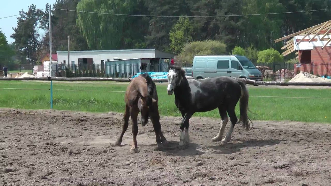 Gerald i Mustang - walka o pozycję w stadzie (horses fighting for better position in a herd)
