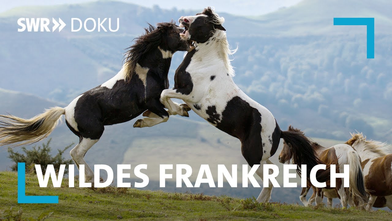 Spektakuläre Filmaufnahmen - Frankreichs wilde Tierwelt   | SWR Doku