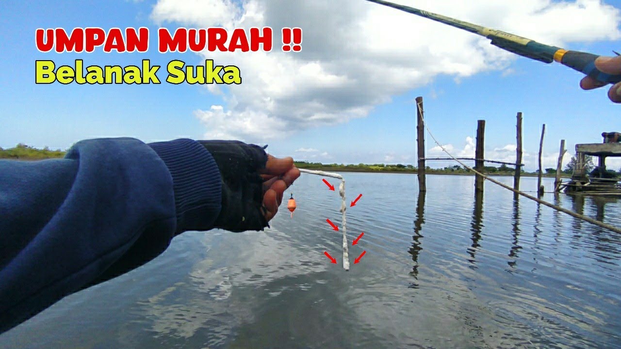 🛑 Sensasi Mancing Ikan Belanak Babon Hanya Bermodal Tepung