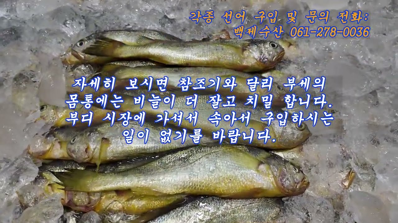 2025년 03월 01일, 삼일절 새벽 목포수협 위판장 현황 및 백제수산 유튜브 장터 입니다.