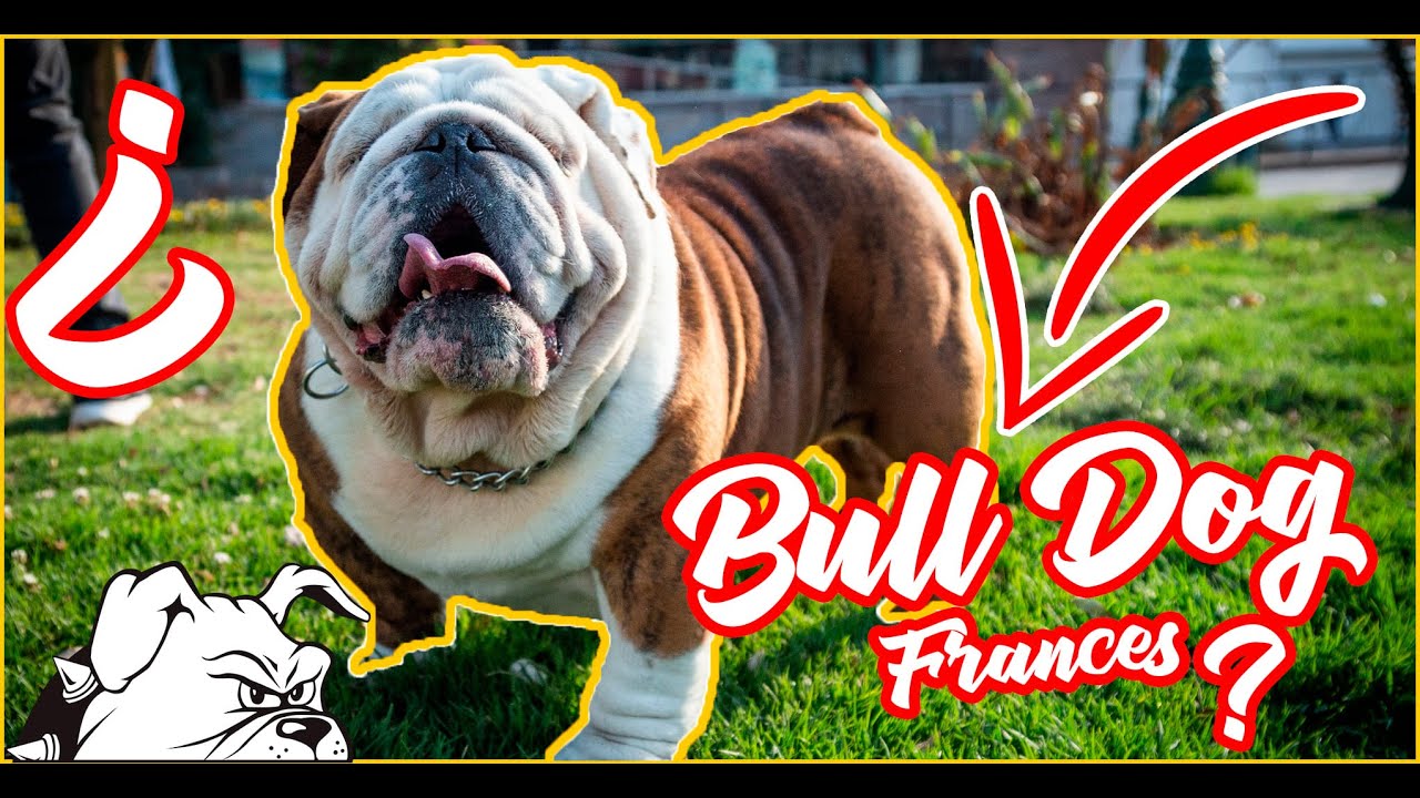 BULLDOG INGLES MOLOSO, CONOCELO
