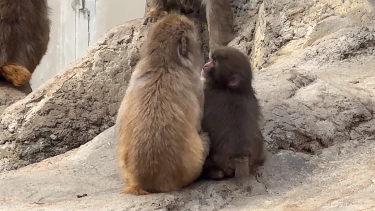 番外編 寄り添うパンチくん【番外編】【市川市動植物園】ニホンザル