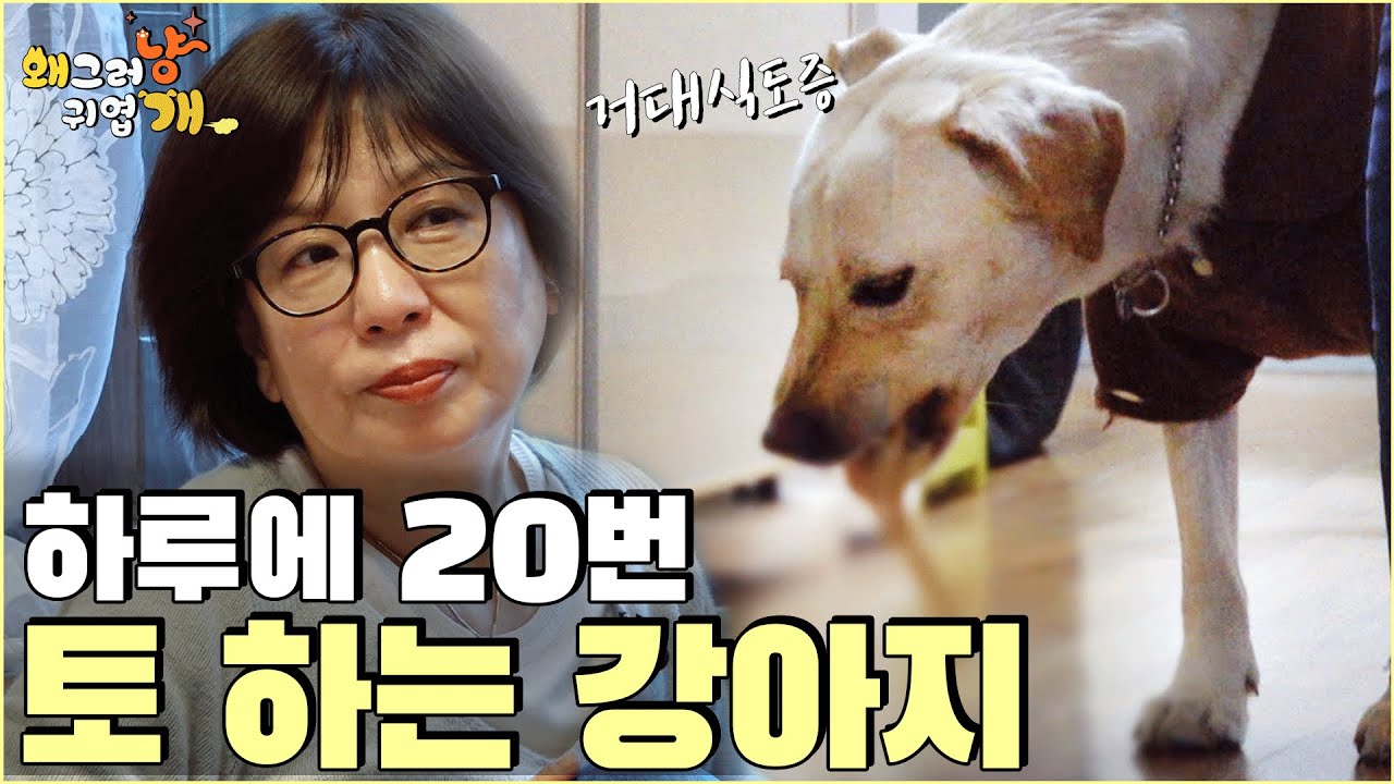 하루에 20번도 넘게 토하는 강아지
