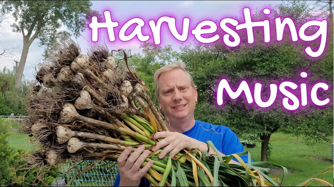 1st Garlic Harvest of 2023 - Music Variety