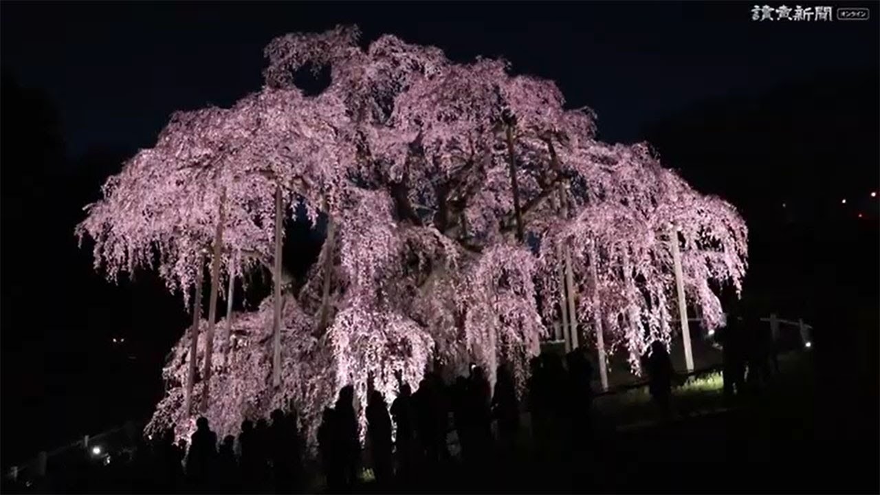 三春滝桜が満開　夜にはライトアップ…福島
