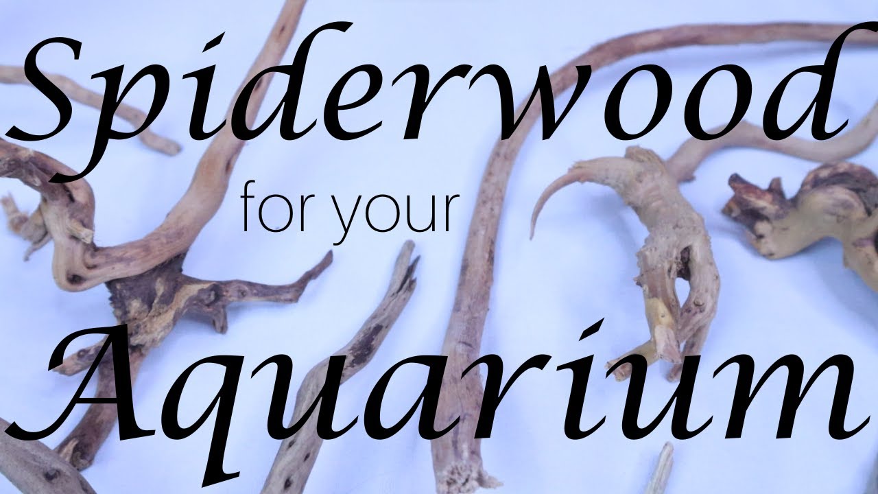 Benefits of Spiderwood in Your Aquarium!