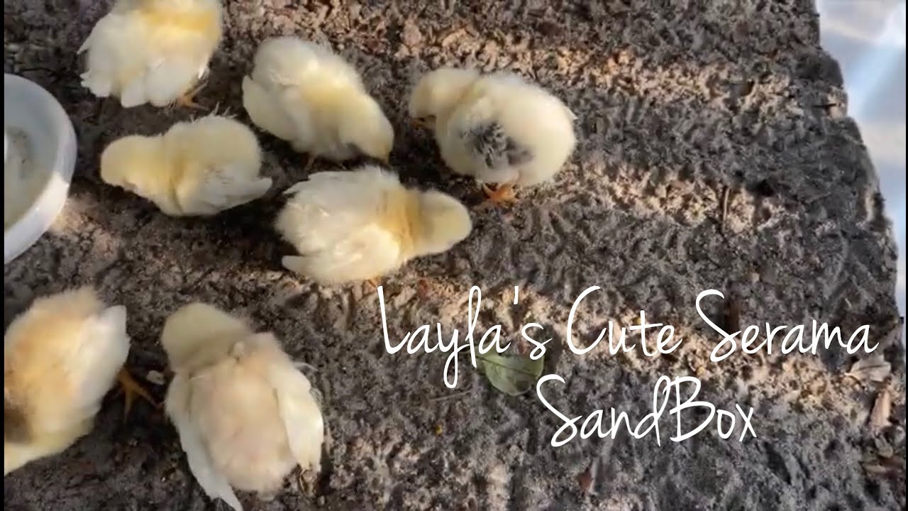 Serama Chicks sandbox