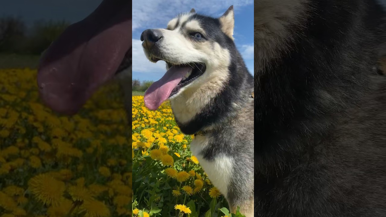 Funny And Cute Husky 