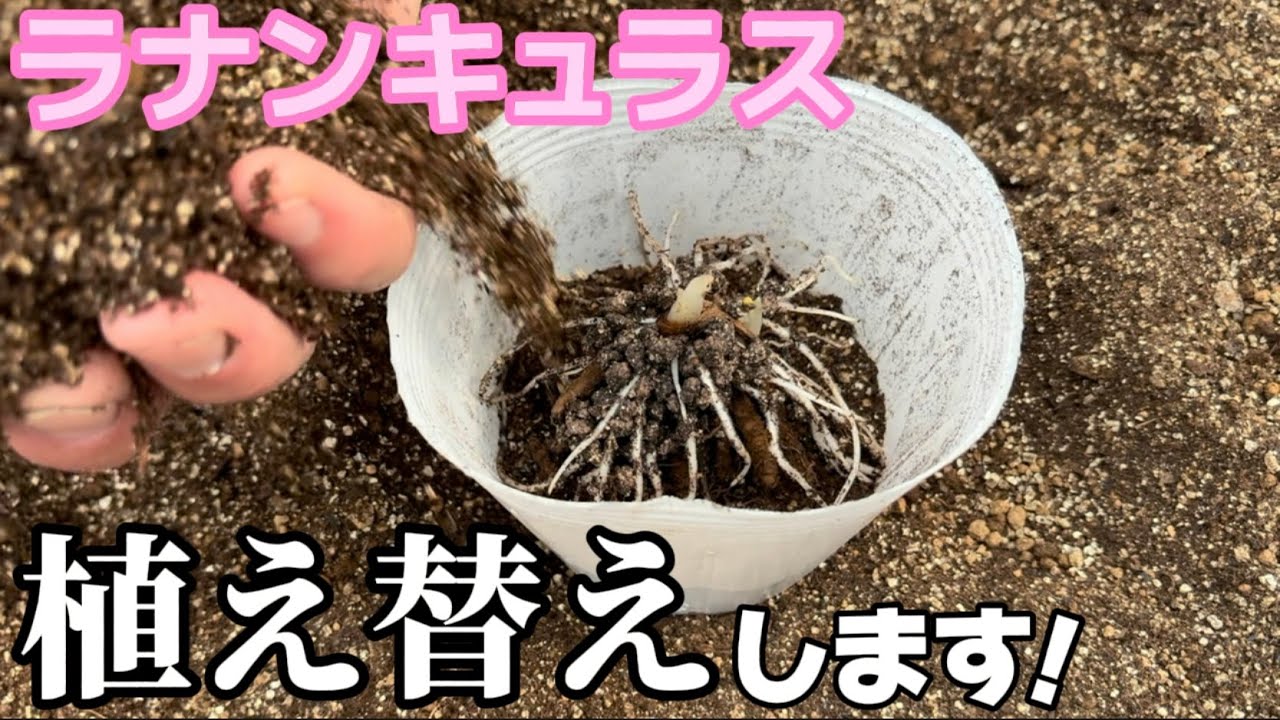 ラナンキュラス植え替えします【ラナンキュラスラックス】【ランドセルシリーズ】【園芸のぶチャンネル】
