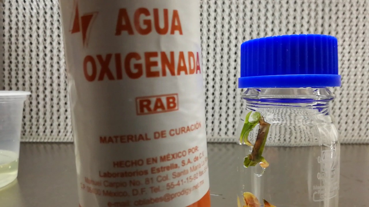 Siembra de carnivoras in vitro en medio de cultivo