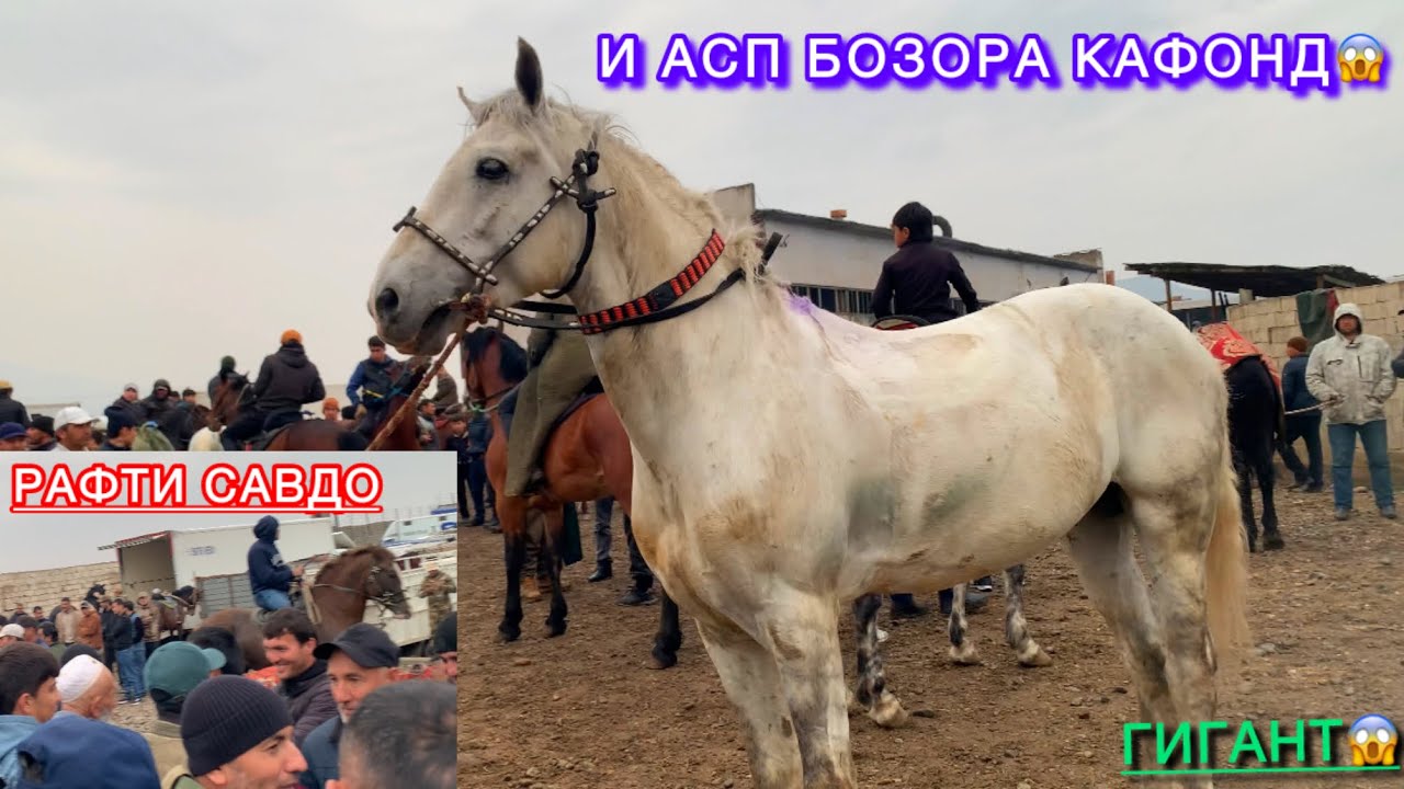 Аспбозори Душанбе (Ленский район) 04.03.2026. Навори пурра.