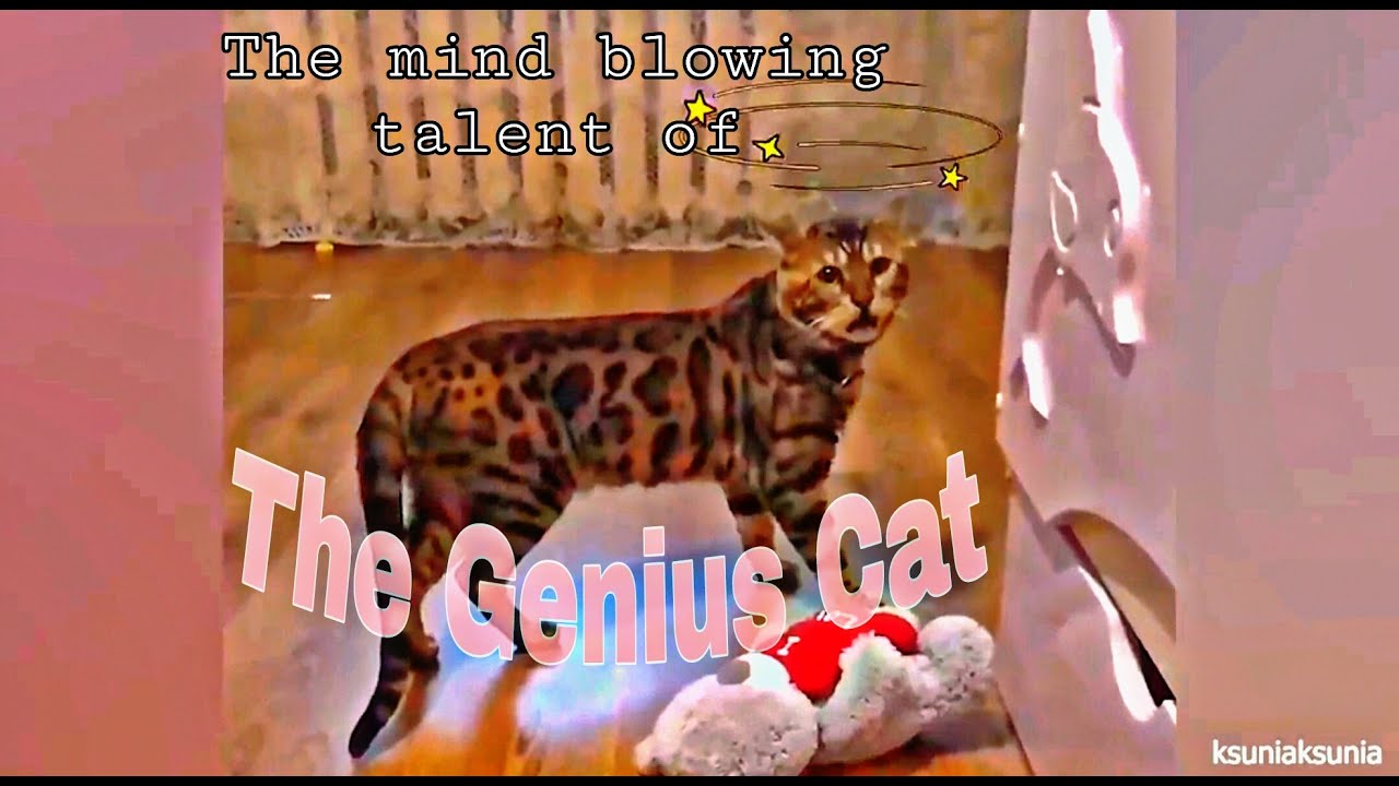 The Mind blowing talent of the Genius cat and funy video.