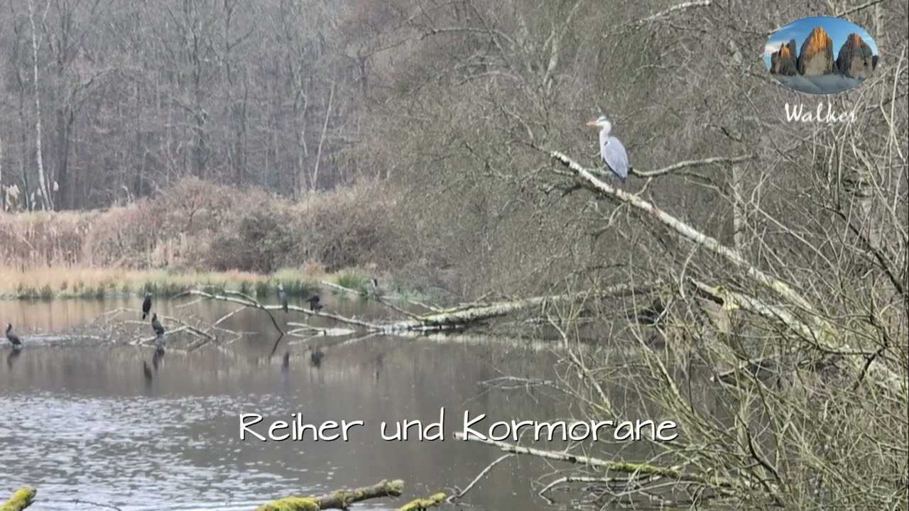 Stallberger Teiche im NSG Gagelbestand-Runde von Lohmar