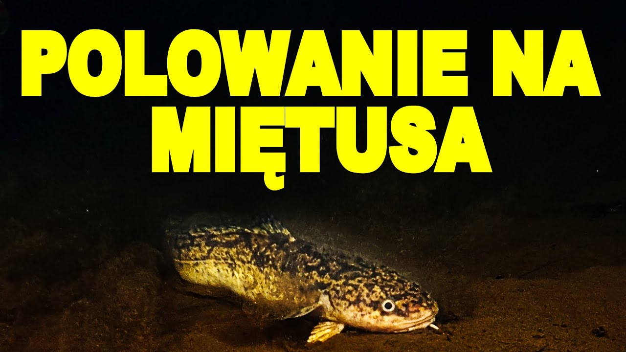 POLOWANIE NA MIĘTUSA  NURKOWANIE - 01.01.2025