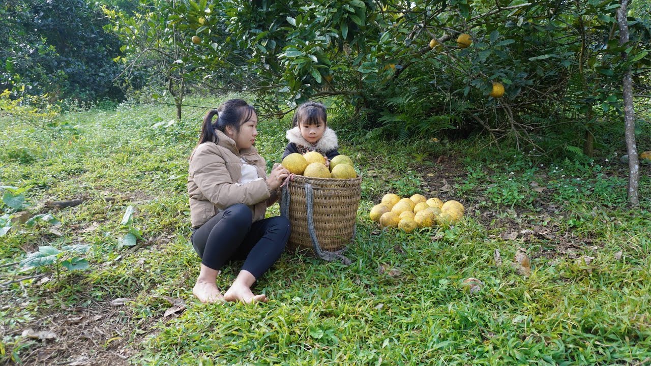 From Deep in the Forest to the Farm - Single Mother Yen Nhi Picks Grapefruits to Sell at the Market