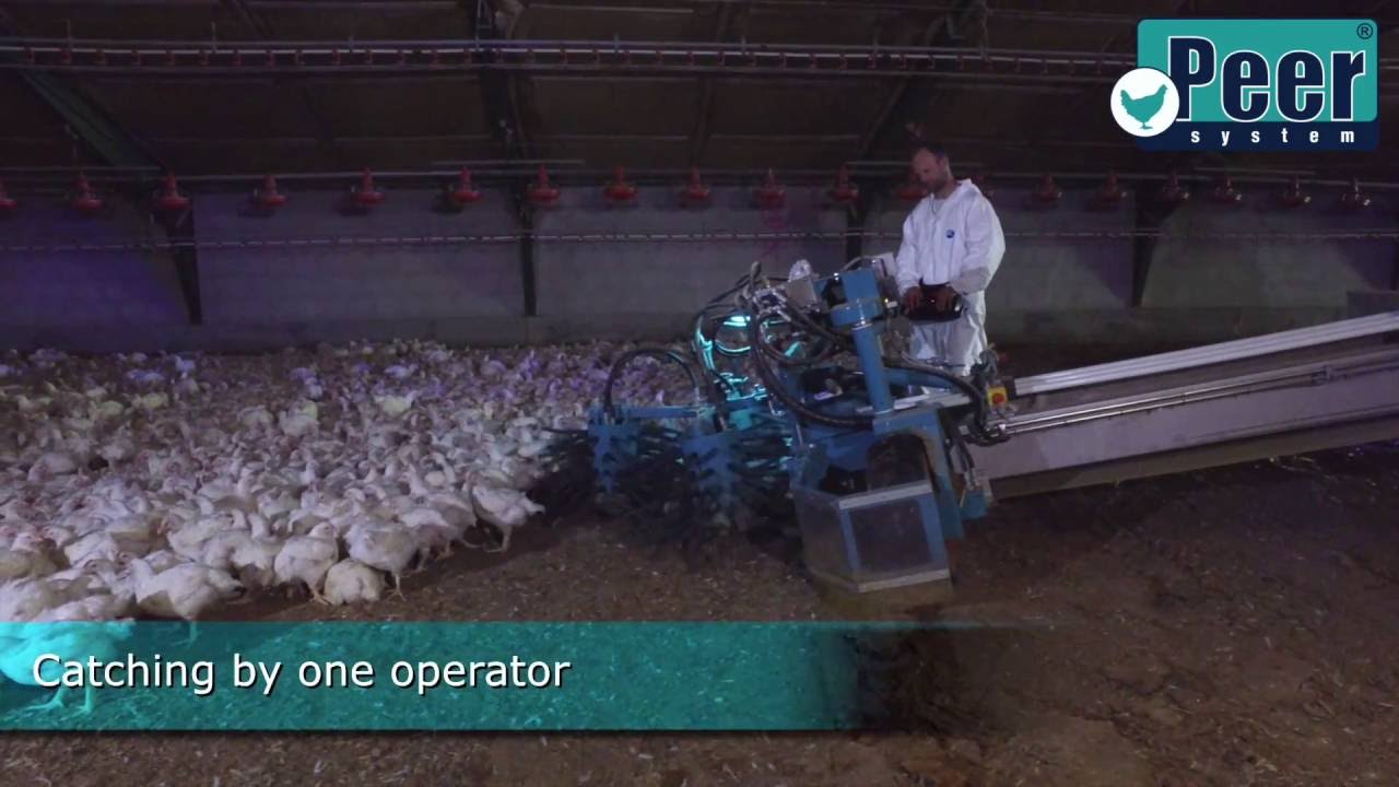 Peer System  broiler transport juli 2016