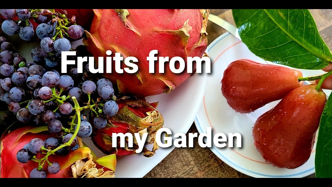 First time to taste my RED ROCKET WAX APPLE/MACOPA and my Fruit Harvest from my garden.