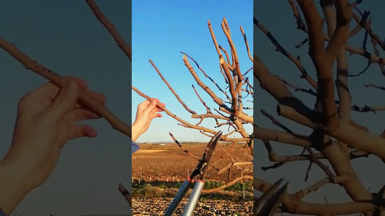 Poda pistachero de 6 años para fructificación🌳