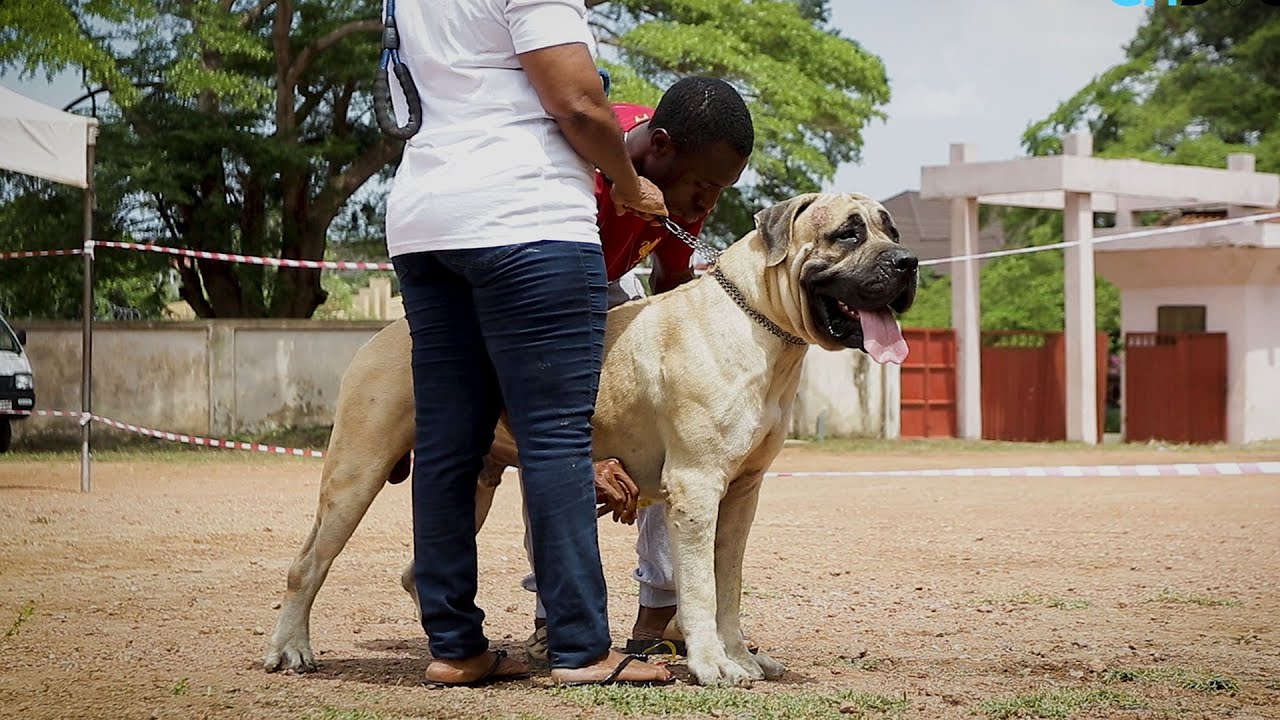 First Physical Boerboel Appraisal in 3 years  | SABBS Boerboel Appraisal 2022 in Ghana