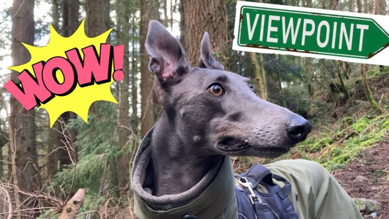 GREYHOUND takes you on a scenic walk in Gwydir forest Betws y coed