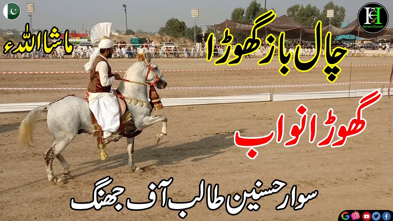 Chal baz Stallion I Nawab I Sawa Ghora I Jhung I Wah Ghora I Stud I Fakhre Misriyal I Hussnain Talib