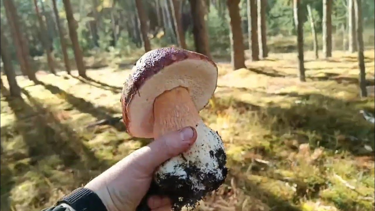 Боровики Житомирщины 