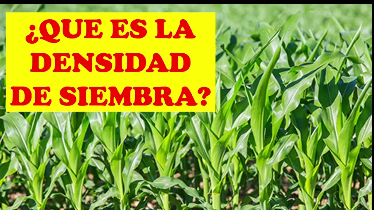 QUE ES LA DENSIDAD DE SIEMBRA EN EL CULTIVO DE MAIZ ! CULTIVO EXITOSO ! AGRONOMIA