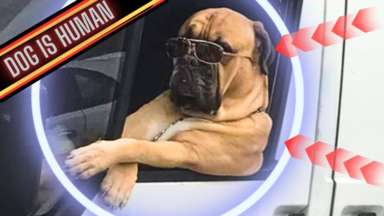 Dog In Van With Sunglasses | Dog Like A Human In Chichester | Bullmastiff Guard Dog |
