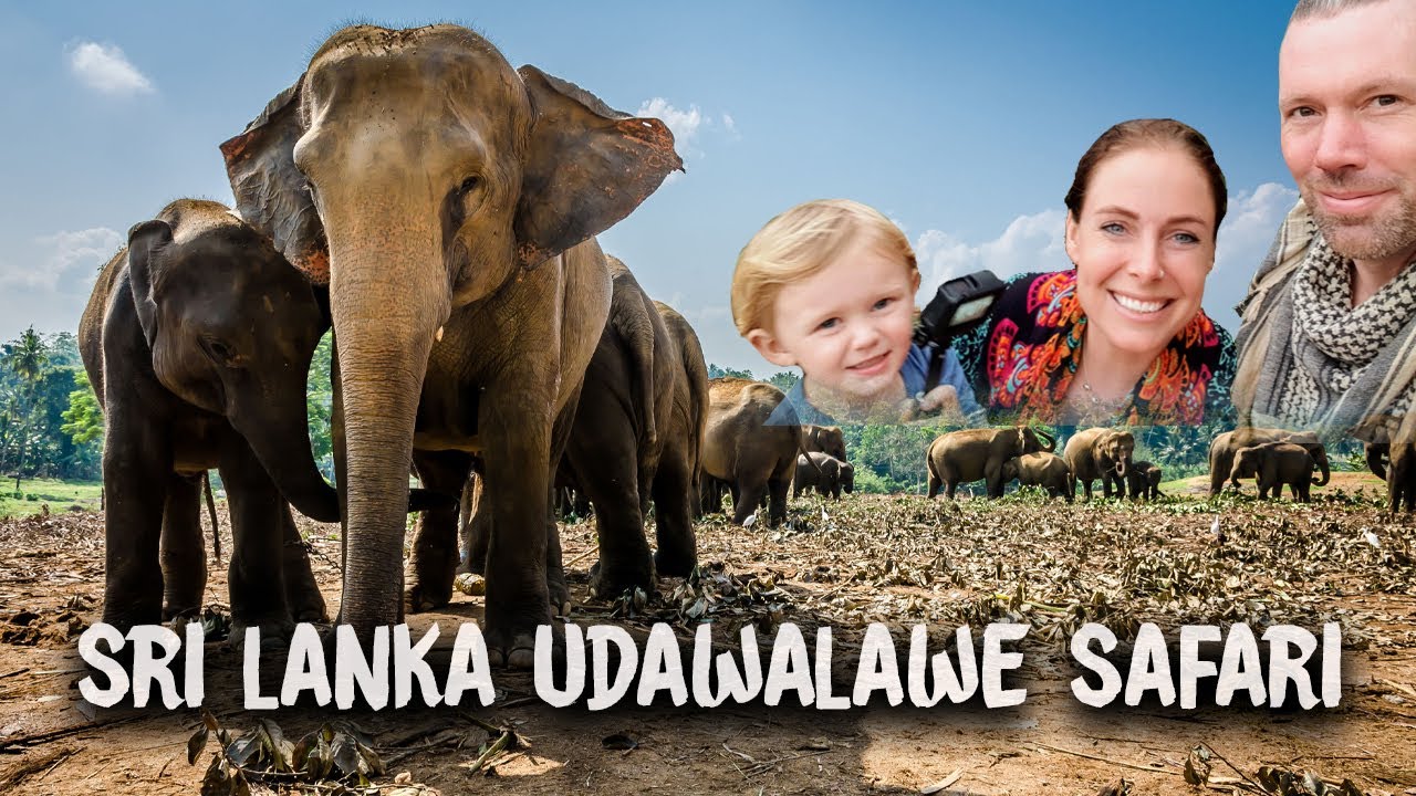 Which is the BEST Safari Company in Udawalawe?  Sri Lanka Safari | Video Blog 41