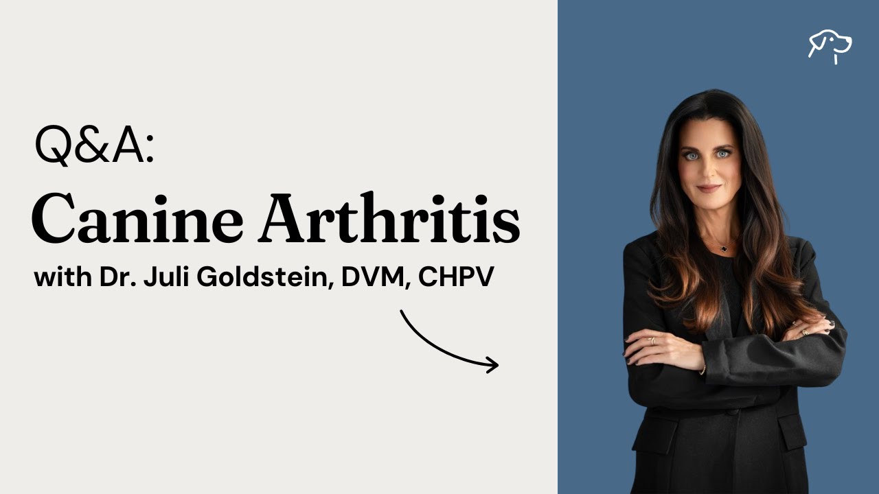 Canine Arthritis with Dr. Juli Goldstein