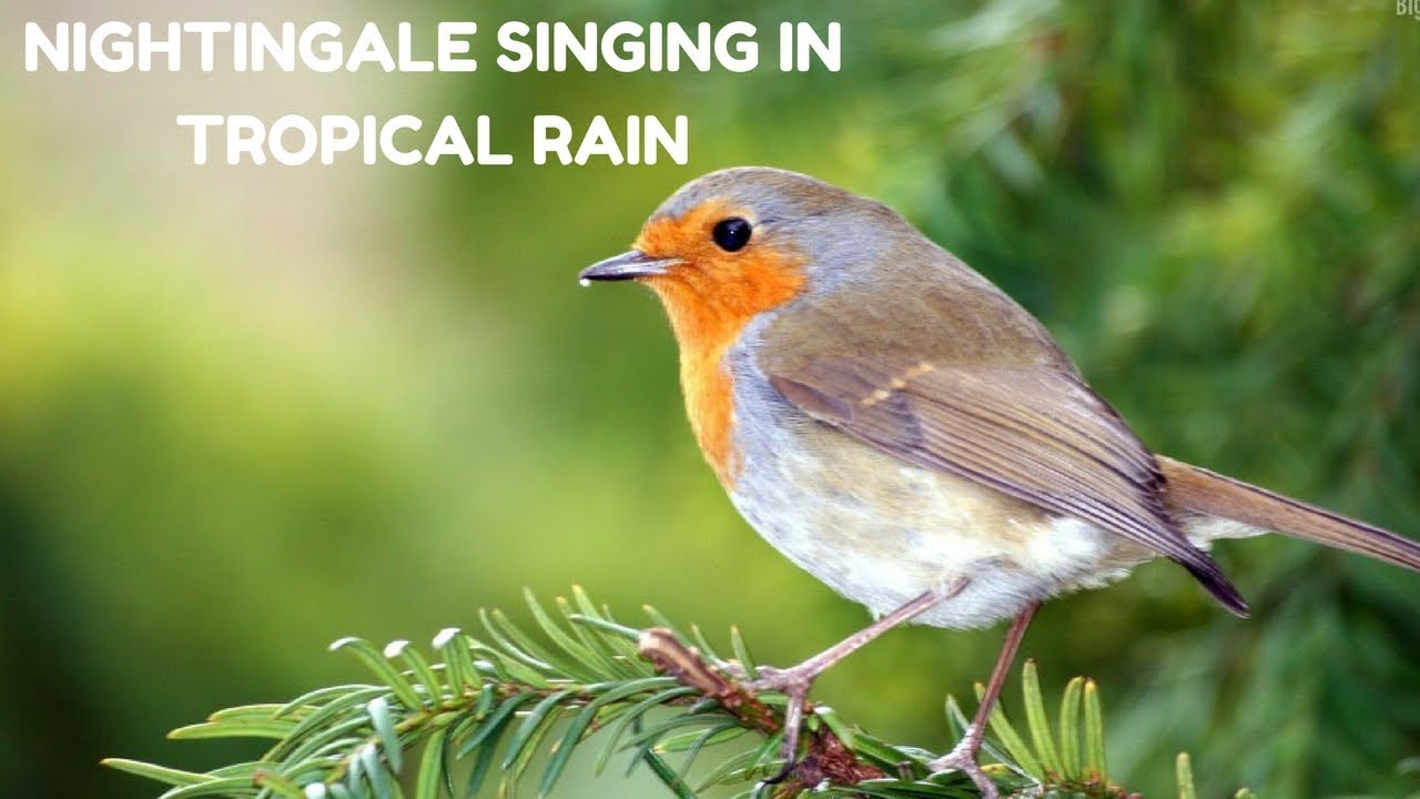 Best Nightingale song-Nightingale singing In Tropical Rain- Relaxing Nature Sound